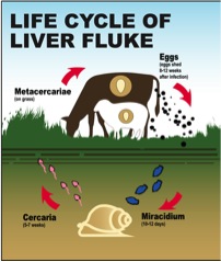 liver fluke
