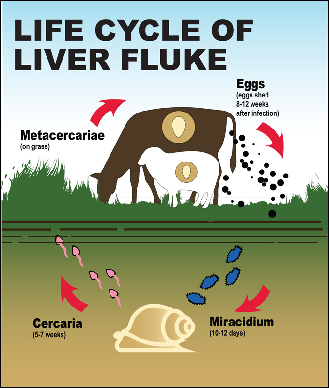 Liver Fluke Images The Giant American Liver Fluke In The Bohemian