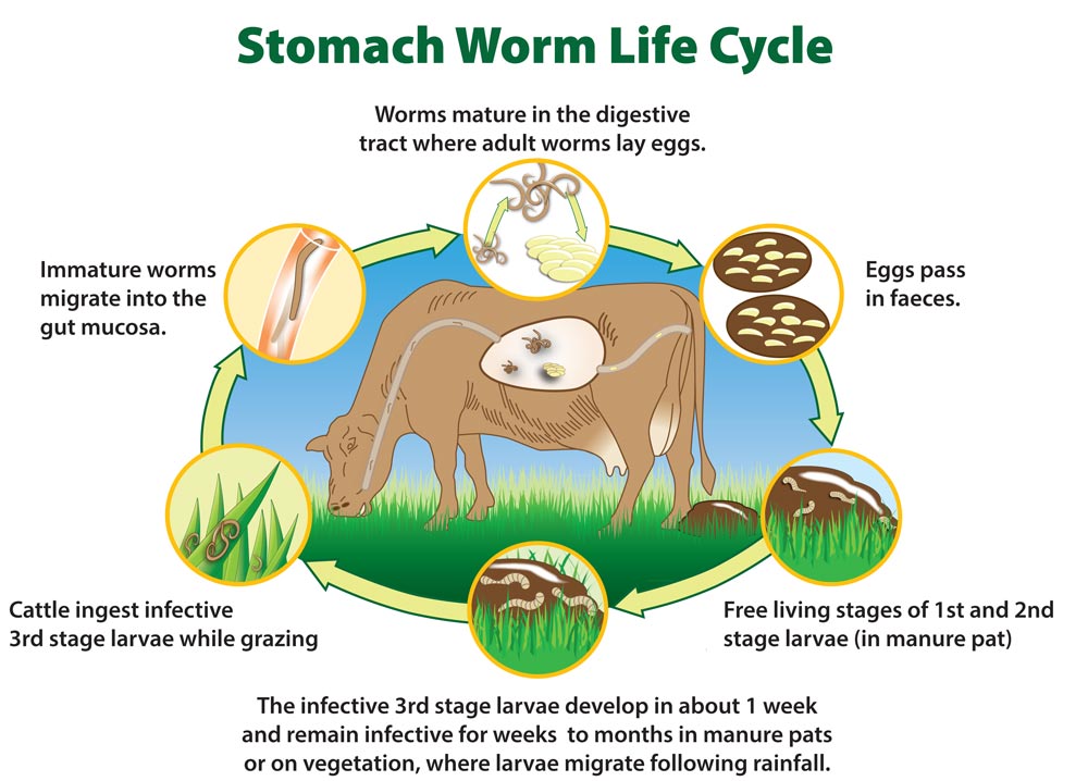 What is the life cycle of a worm?