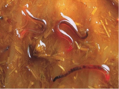 A pinworms parazitizálnak a bél tesztben, Wurmer enterobius vermicularis