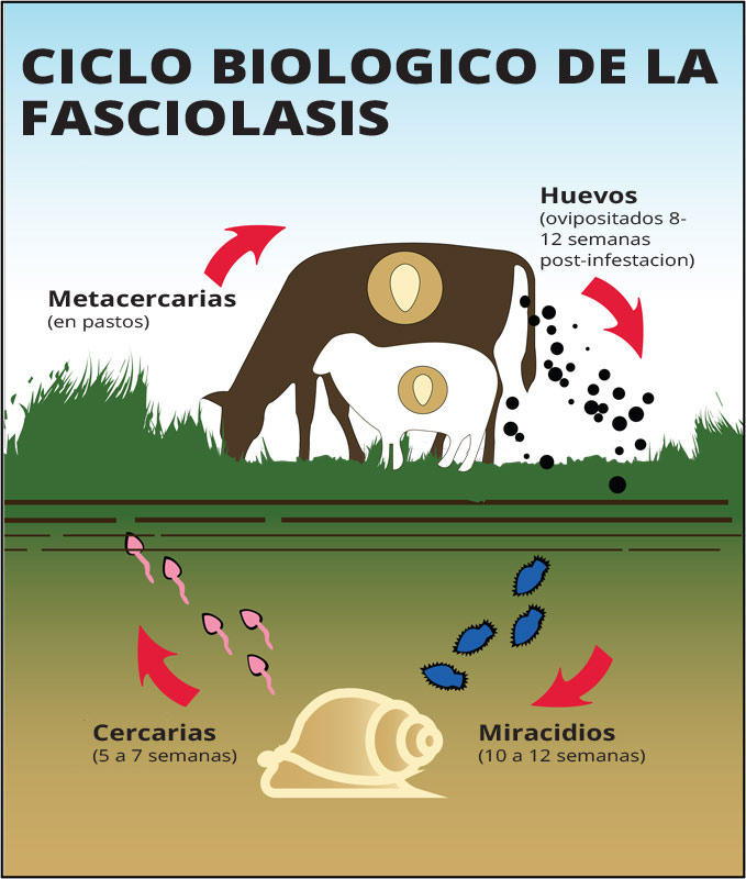 Resultado de imagen para control de la fasciola hepatica