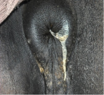 parasito oxiuros en caballos