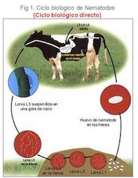 Cicio biológico de Nematodos (cicio biológico directo)