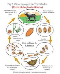 Cicio biológico de Trematodos (cicio biológico indirecto)