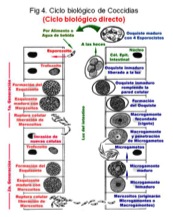 Figura-4-Coccidias