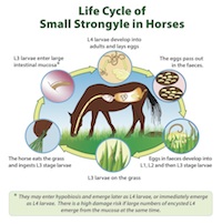 The Typical Life Cycle of Small Strongyles