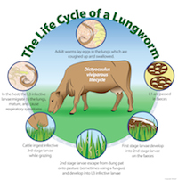 Lungworm Lifecycle