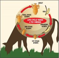 Life cycle of lice