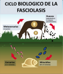 Fasciola Hepatica